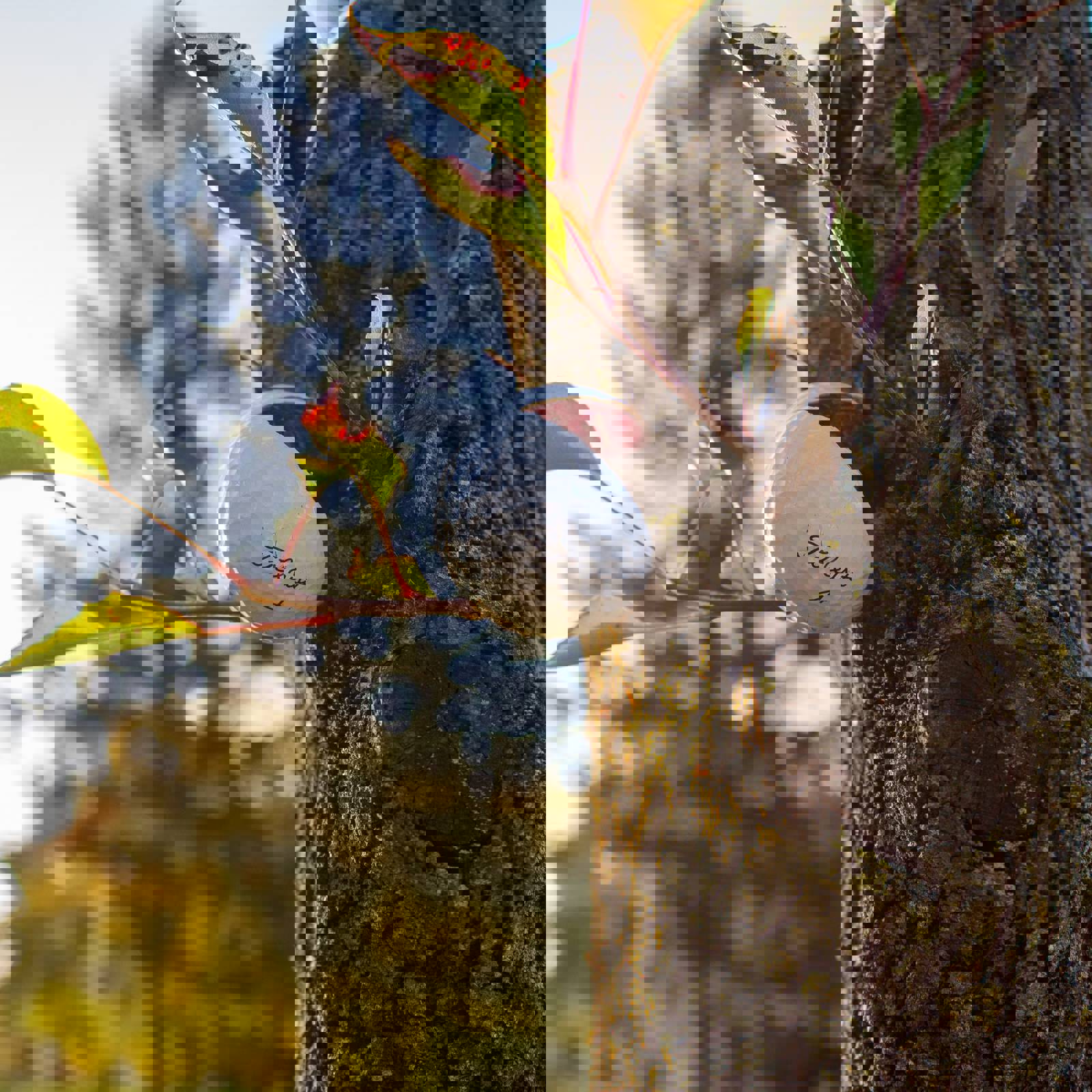 Lily Farr Yc5lfww1aku Unsplash